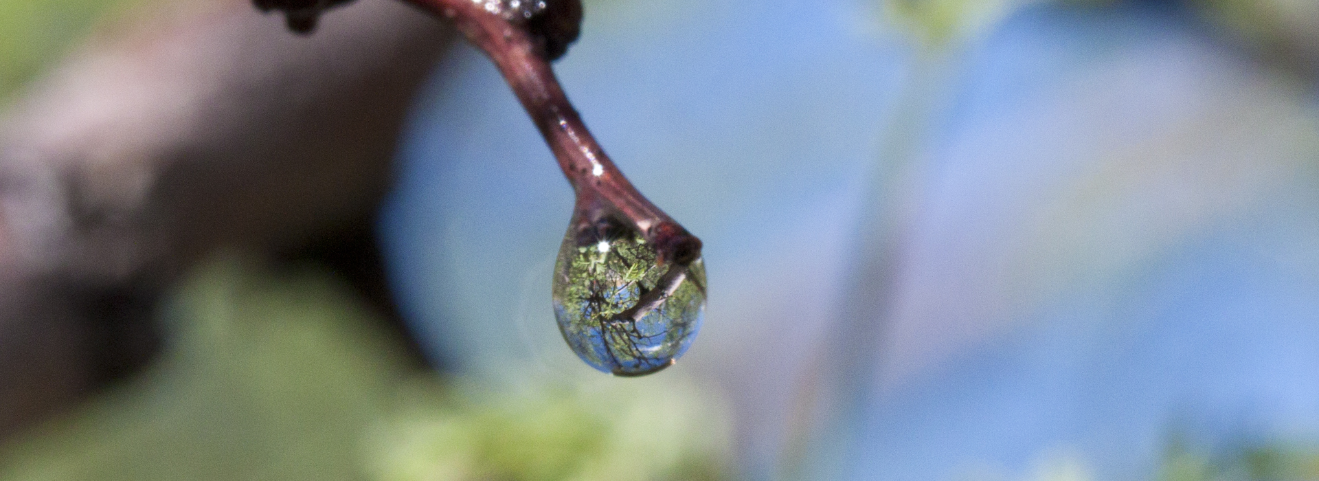 A water drop hangs from the end of a twig after a short monsoon storm in Southern Arizona. The tress behind are refracted through the droplet in sharp focus
