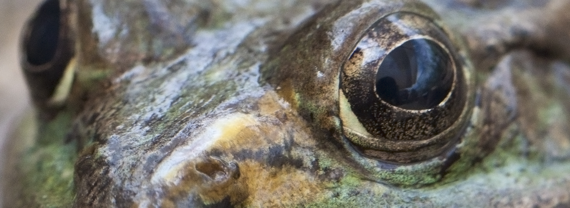 Leopard Frog at the Life on the Rocks exhibit, Arizona-Sonora Desert Museum. The camera and photographer are reflected in the frog's eye