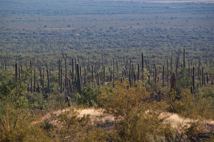 saguaros.jpg