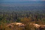 Thumbnail of saguaros.jpg