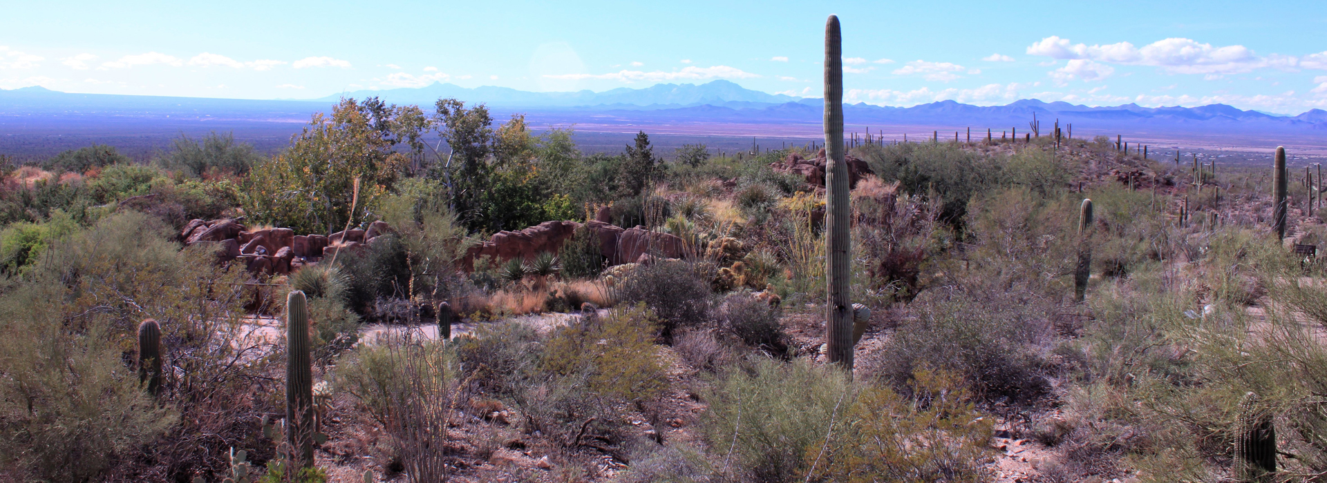 View from the Overlook at the Arizona-Sonora Desert Museum over the Mountain Woodland exhibit
