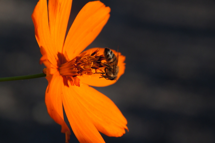 orange_flower_bee.jpg