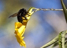 Thumbnail of Bee.jpg