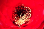 Thumbnail of red_flower.jpg