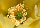 Thumbnail of yellow_flower_insect.jpg