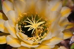 Thumbnail of yellow_white_flower.jpg