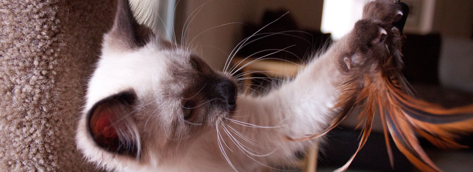 Eight wek old Siamese kitten plays with a suspended feather