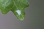 Thumbnail of oak_leaf.jpg