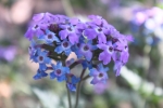 Thumbnail of purple_flowers.jpg