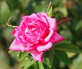 Thumbnail of rose.jpg