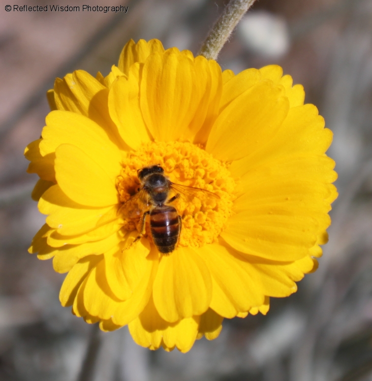 yellow_flower_bee.jpg