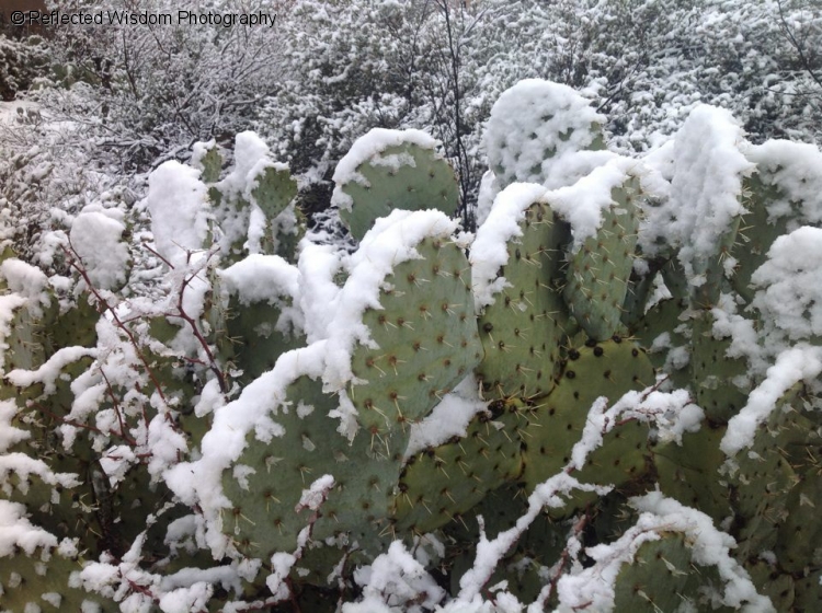 cactus_snow.jpg