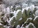 Thumbnail of cactus_snow.jpg