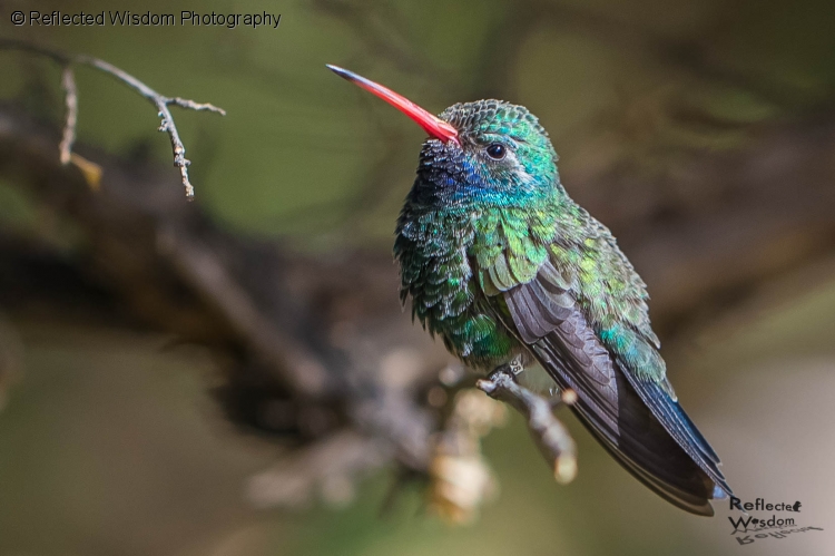 Hummingbirds-1267.jpg