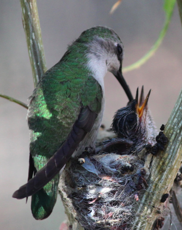 hummingbird_feeding.jpg