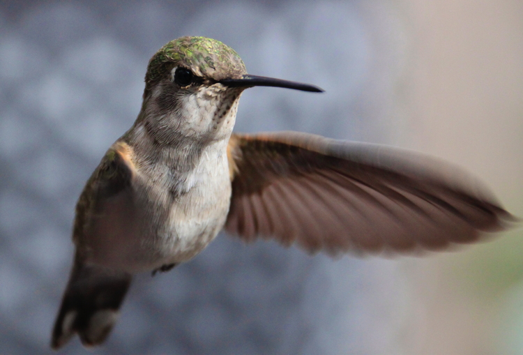 hummingbird_hover.jpg
