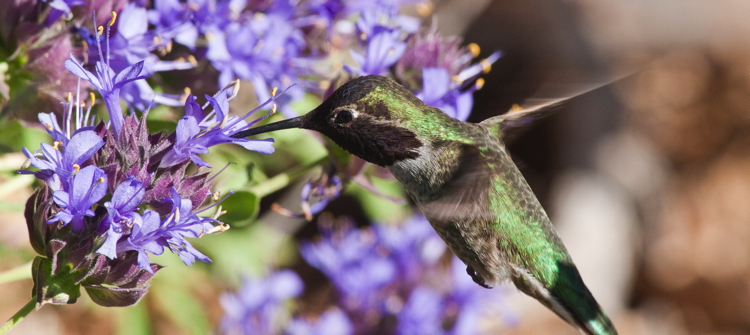 hummingbird_purple_flower.jpg