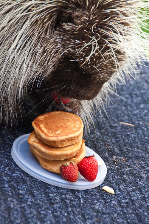 porcupine_pancakes.jpg