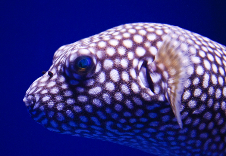 spotted_puffer.jpg