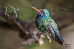 Thumbnail of Hummingbirds-1267.jpg