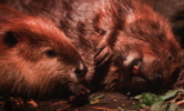 Thumbnail of beavers.jpg