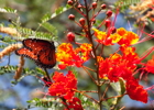 Thumbnail of butterfly_orange_flowers.jpg