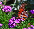 Thumbnail of butterfly_side.jpg