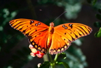 Thumbnail of butterfly_spread.jpg
