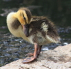 Thumbnail of duckling.jpg