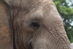 Thumbnail of elephant_eye.jpg