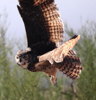Thumbnail of gret_horned_owl_flight.jpg