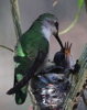 Thumbnail of hummingbird_feeding.jpg