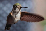 Thumbnail of hummingbird_hover.jpg