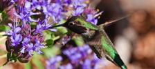 Thumbnail of hummingbird_purple_flower.jpg
