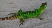 Thumbnail of juvenile_lizard.jpg
