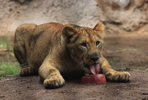 Thumbnail of lion_cub_meatsicle.jpg