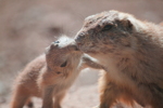 Thumbnail of prairie_dog_pup_and_mom.jpg