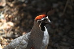 Thumbnail of quail.jpg