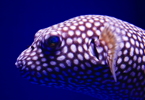 Thumbnail of spotted_puffer.jpg