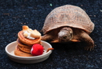 Thumbnail of tortoise_pancakes.jpg