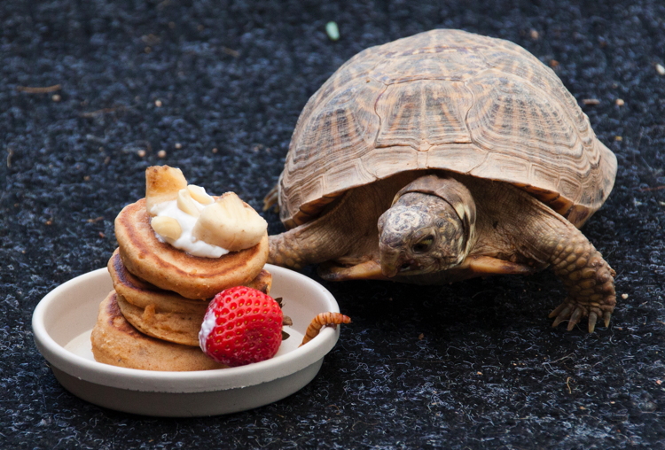 tortoise_pancakes.jpg