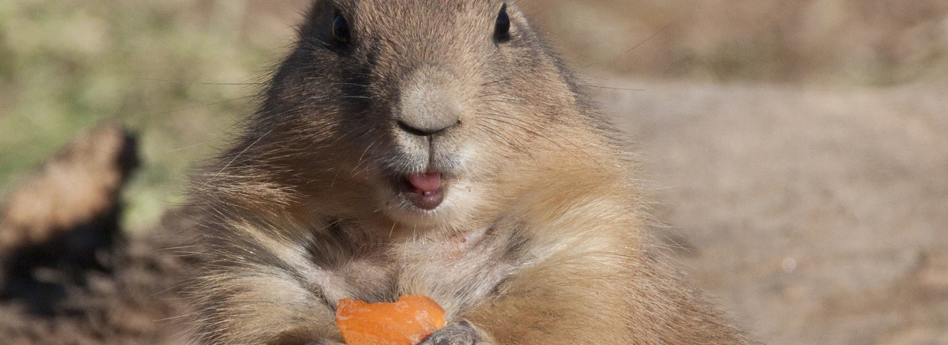 Prairie dog eating a piece of carrot